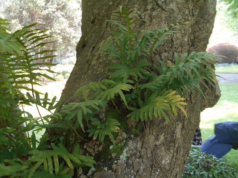 Annexe interactions sur magnolia.JPG