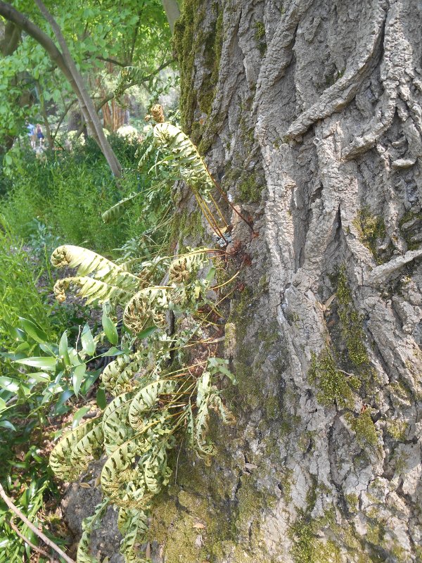 Annexe interactions sur tulipier 1.JPG