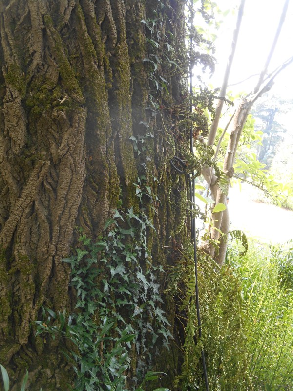 Annexe interactions sur tulipier.JPG