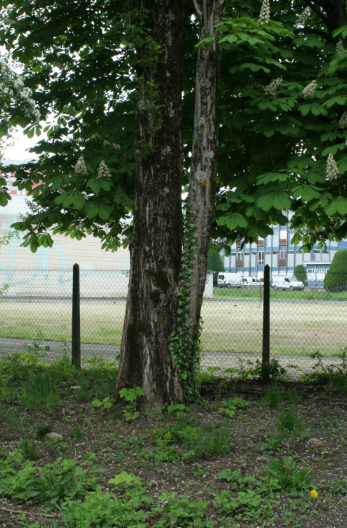 Annexe début parasitisme.PNG