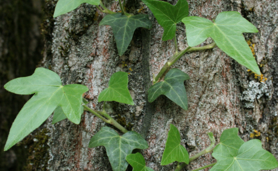 Annexe début parasitisme2.PNG