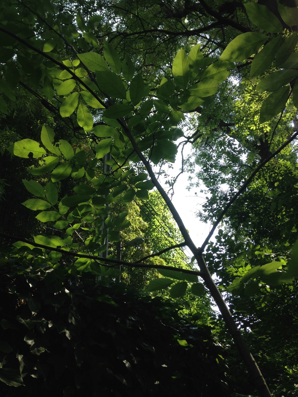 Annexe IMG_3553.jpeg