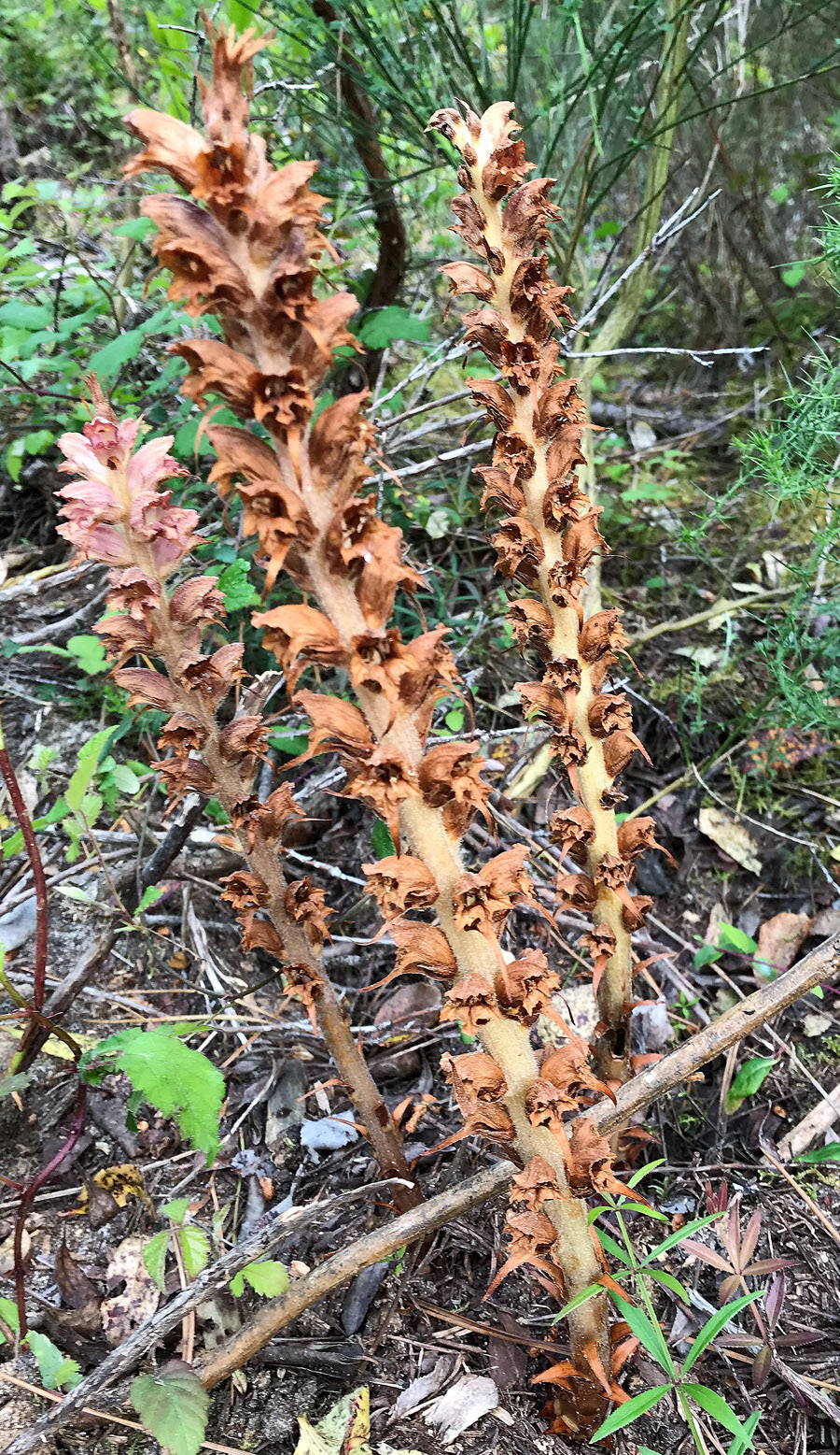 Annexe orobanche .jpg