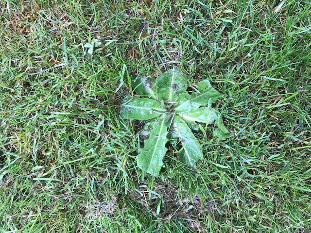 Annexe Competition entre plantes.jpg