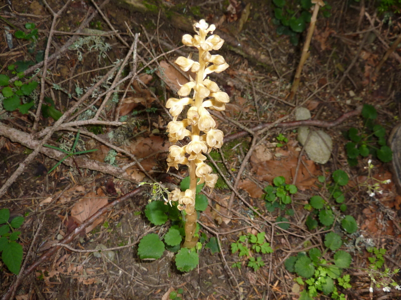 Annexe N. nidus - avis_1.JPG