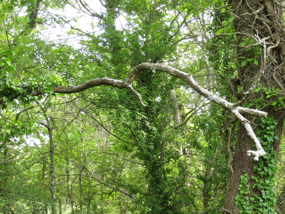 Annexe Le lierre étrangleur.JPG