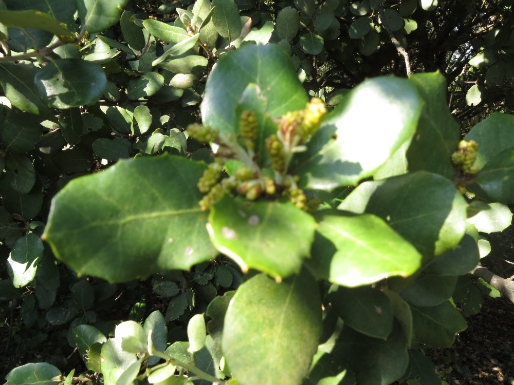 Annexe Les chatons de fleurs mâles du chêne vert.JPG