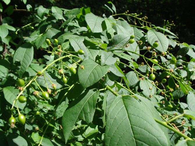 Annexe especeinconnue.jpg