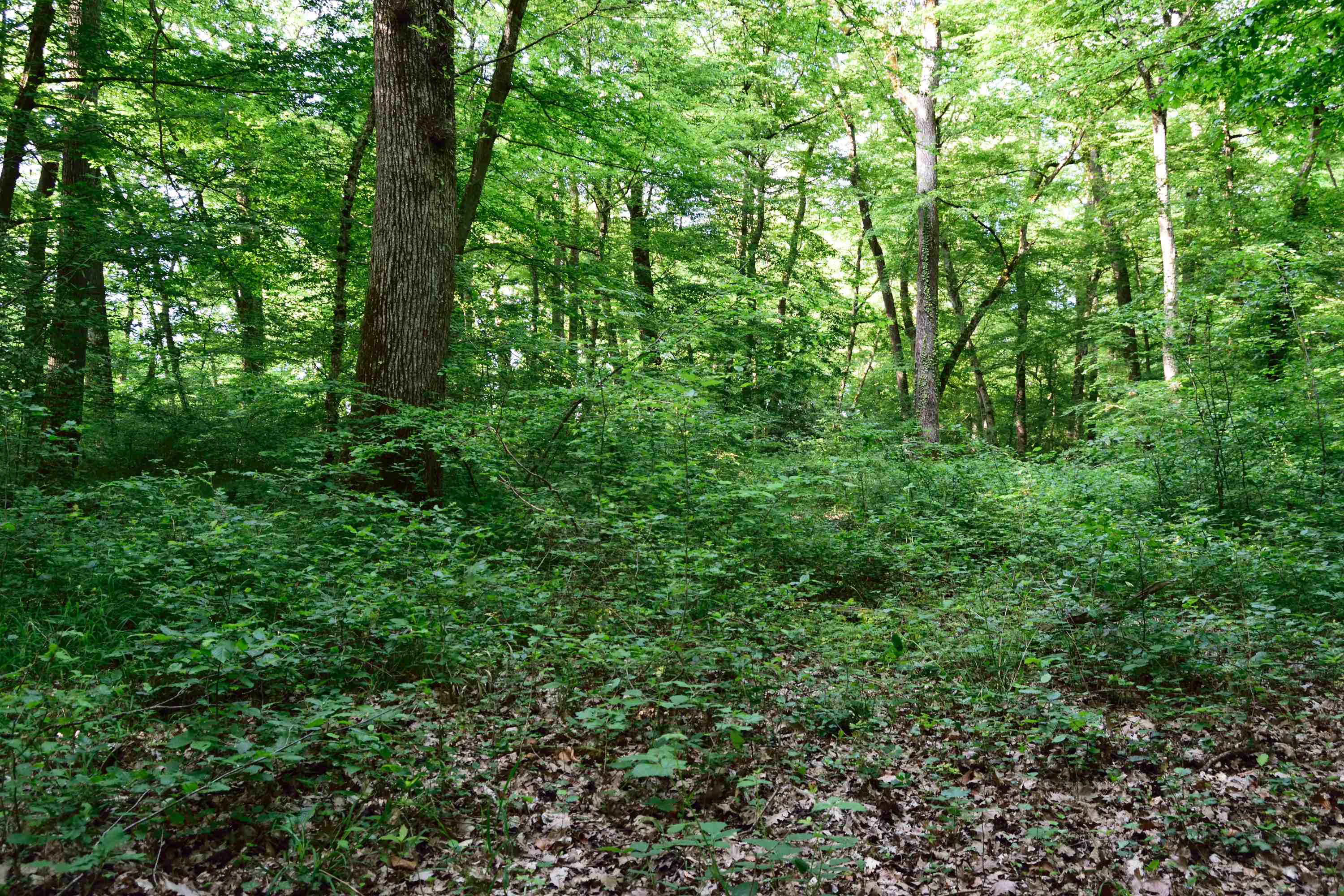 Annexe DSC_0044_02.JPG