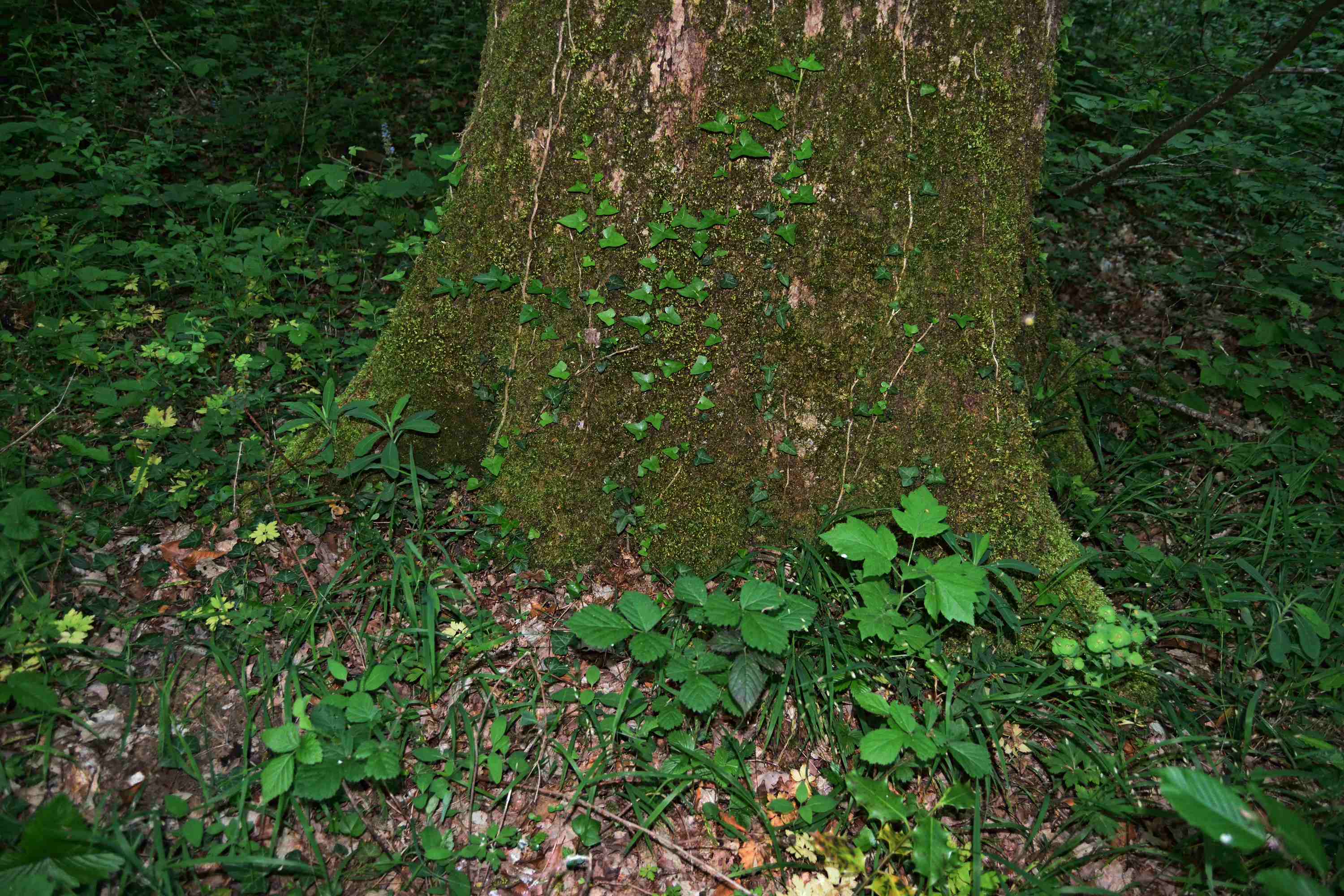 Annexe DSC_0057_01_01.JPG