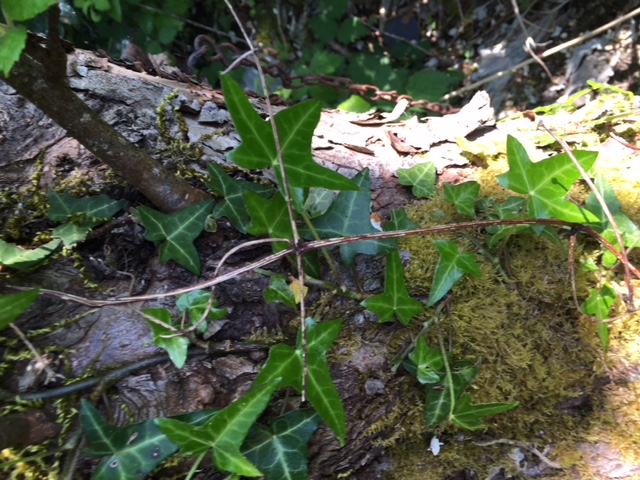 Annexe Lierre sur pommier.JPG