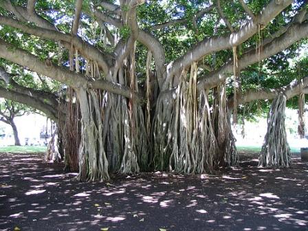Annexe banyan-tree-aerial-root_web.jpg