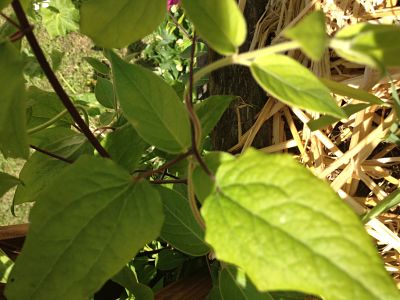 Annexe IMG_7336_opt.jpg