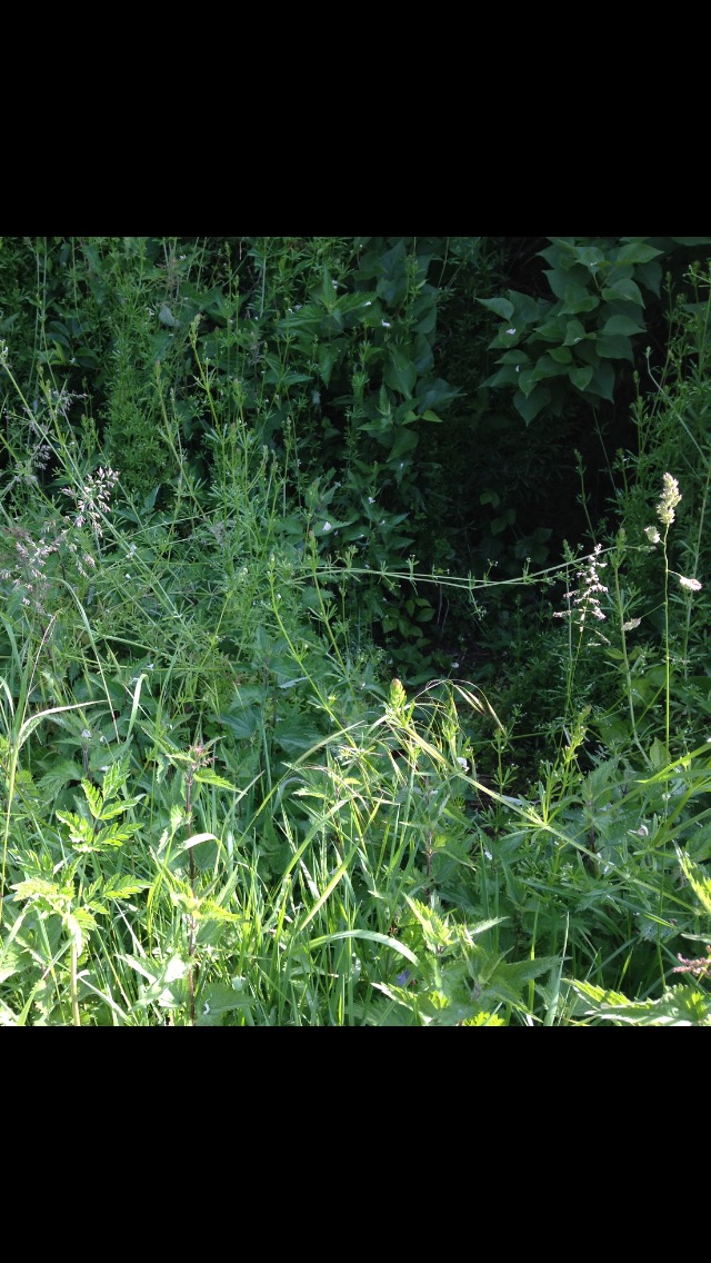 Annexe Strate herbacée en gros plan .jpeg