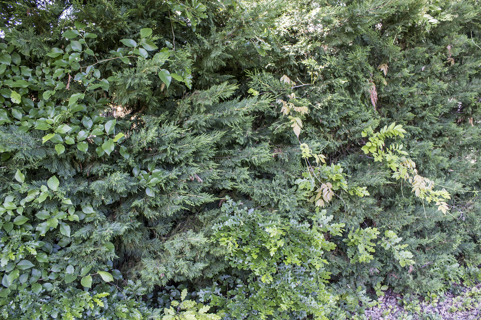 Annexe haie-niveau-intermediaire.jpg