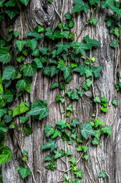 Annexe lierre sur arbre.jpg