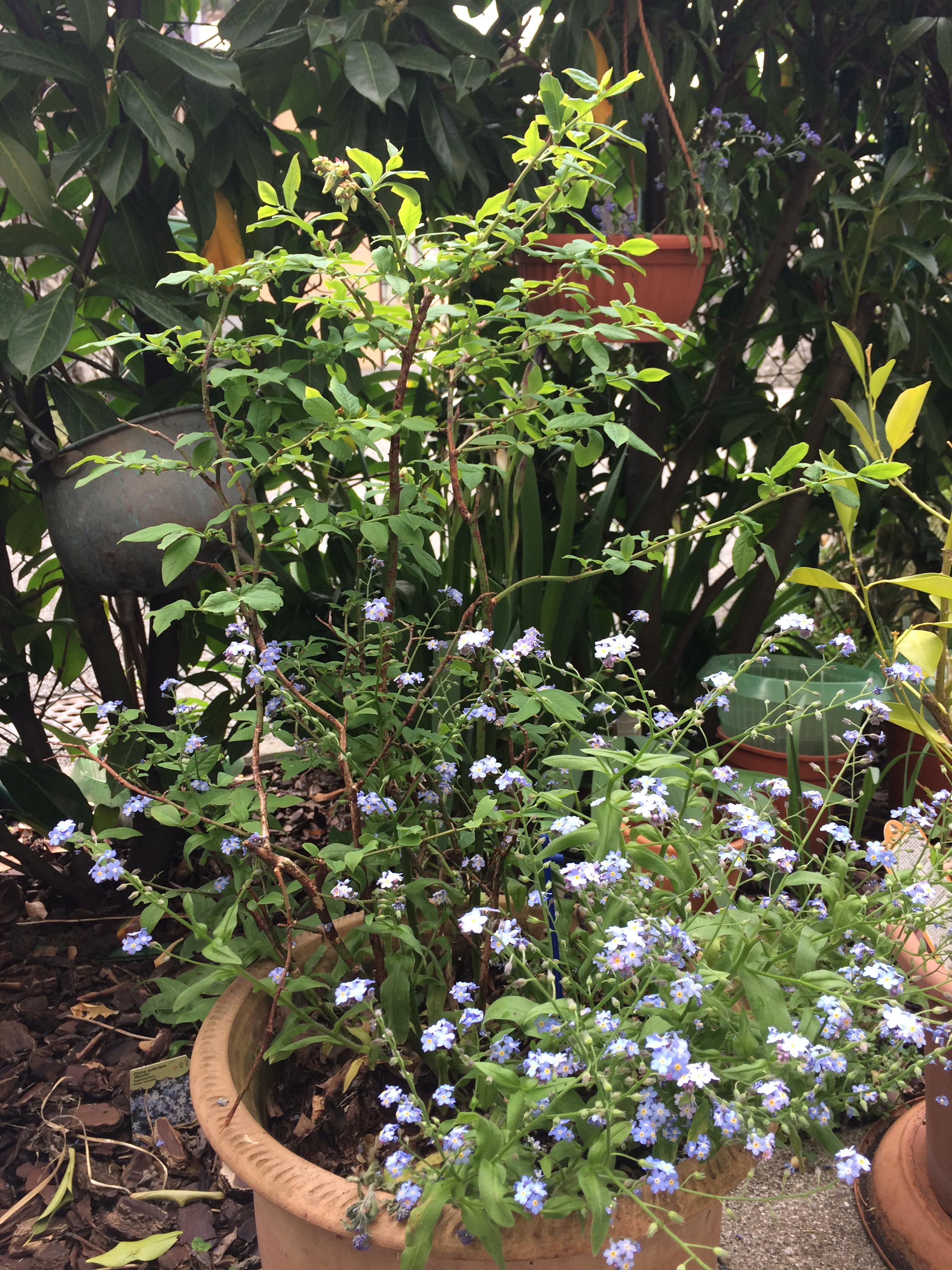 Myosotis et Myrtille