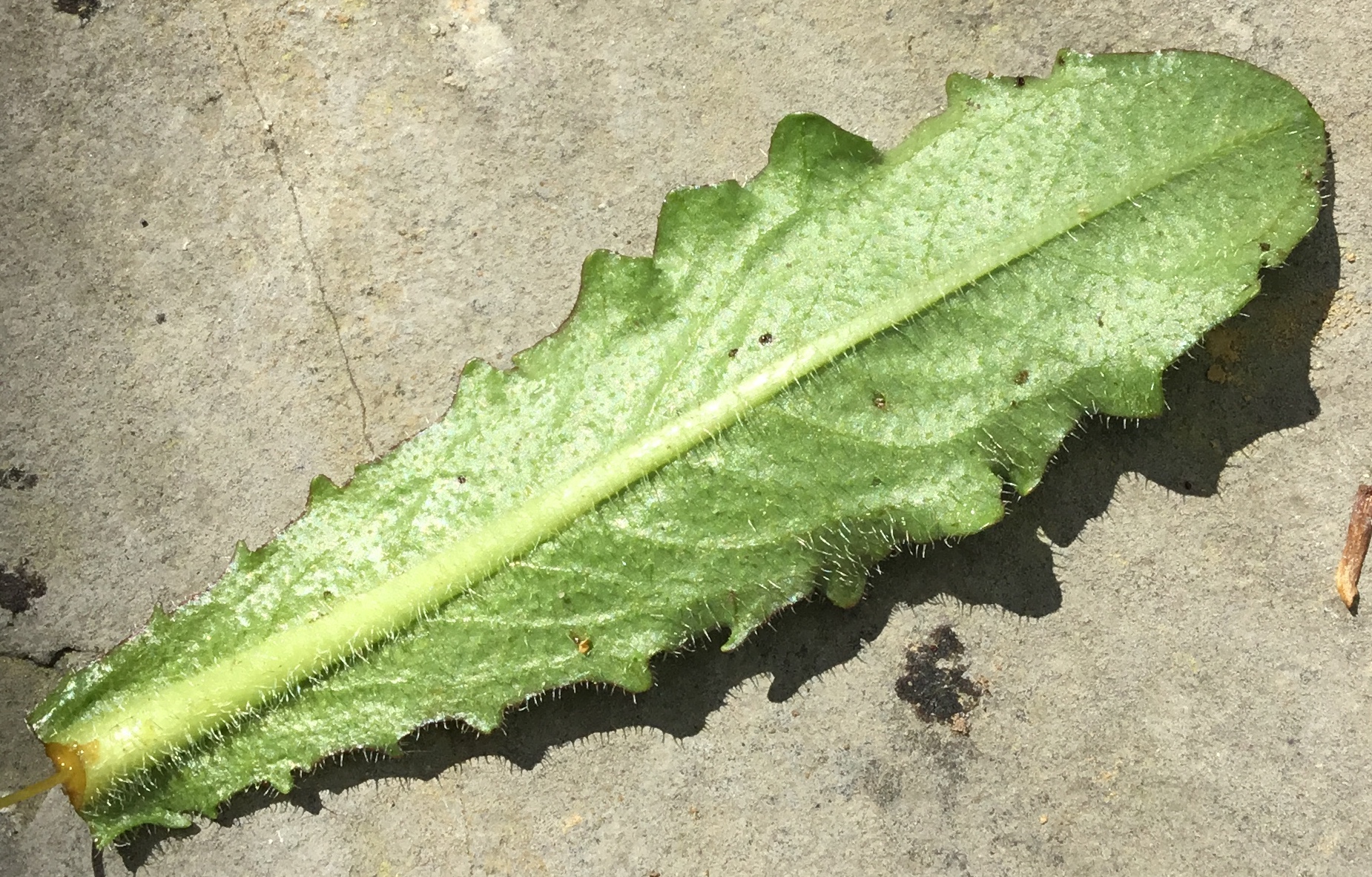 Face inférieure feuille