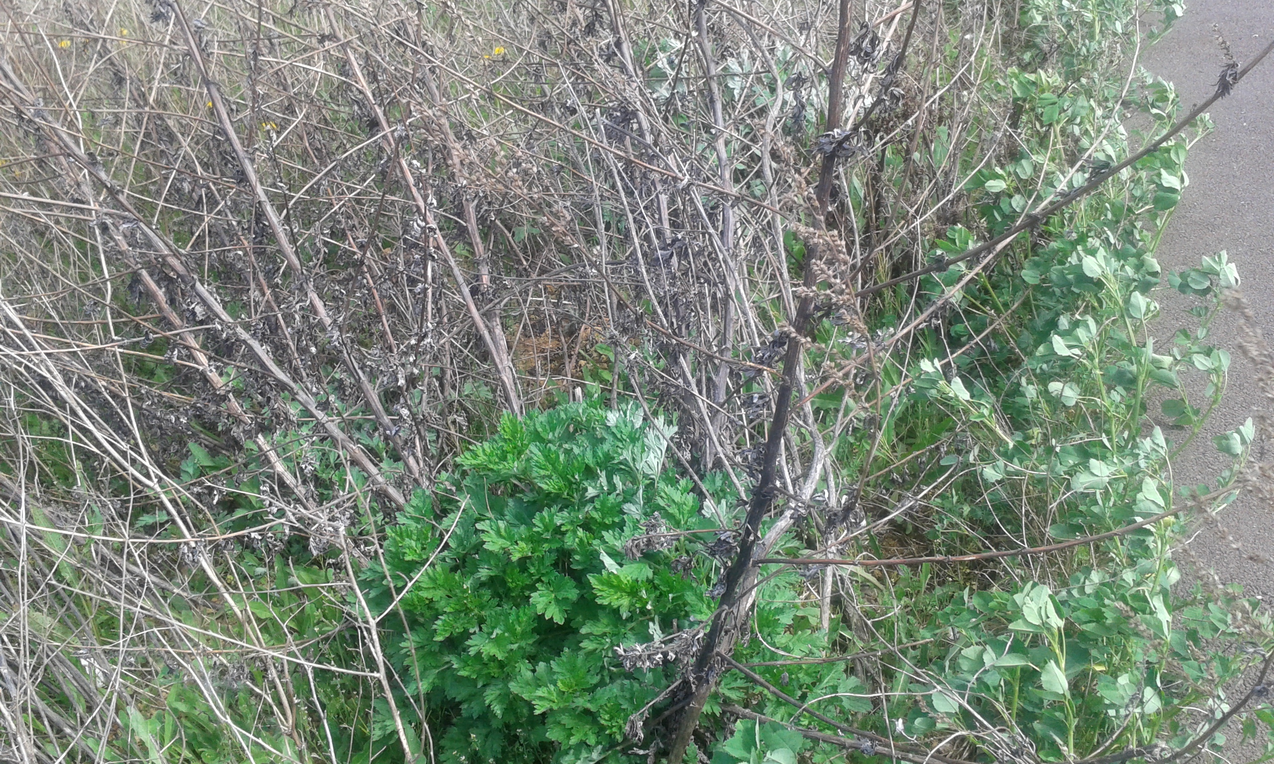 UNE PLANTE EXPOSEE A LA LUMIERE.