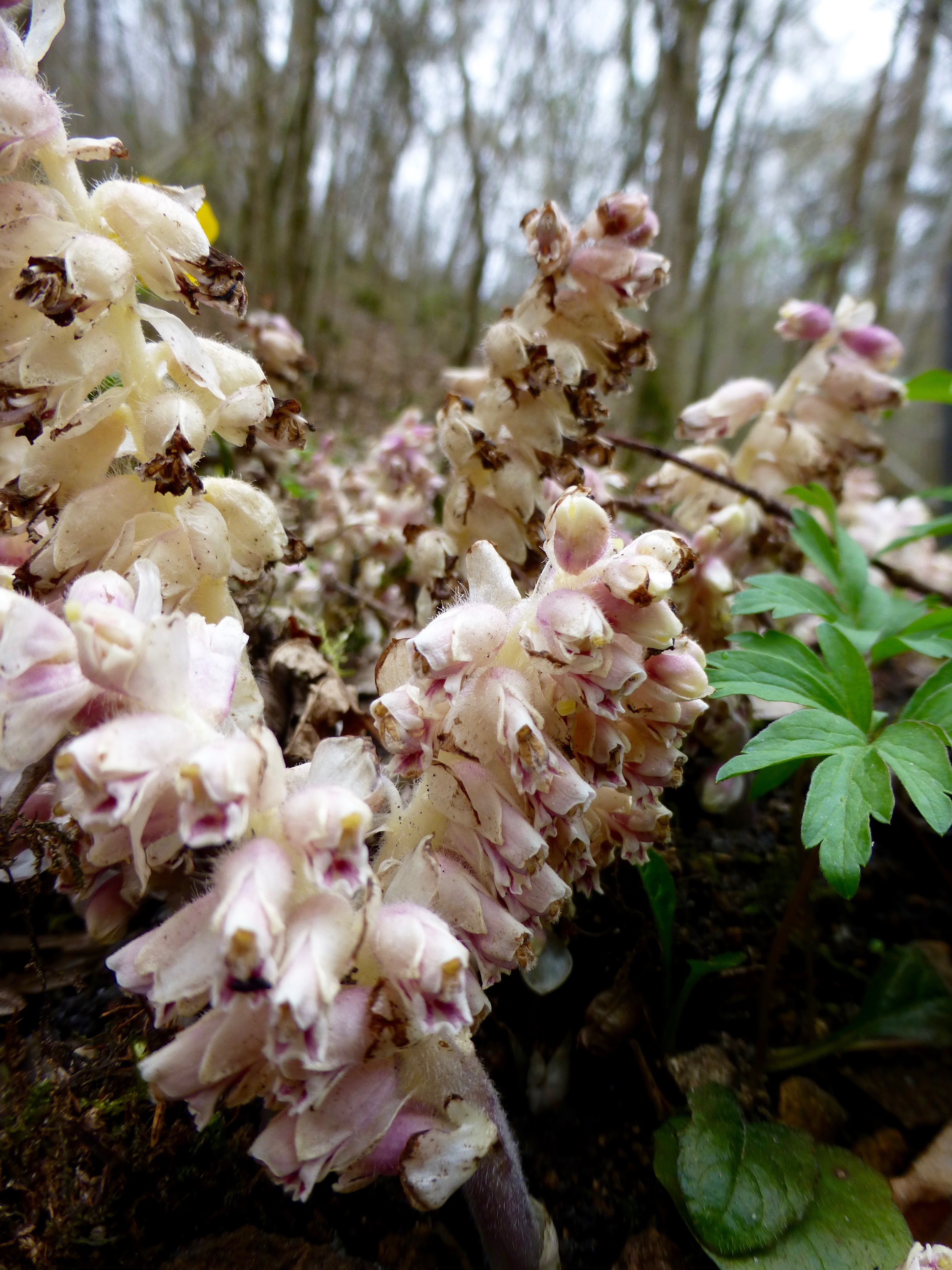Lathrée écailleuse