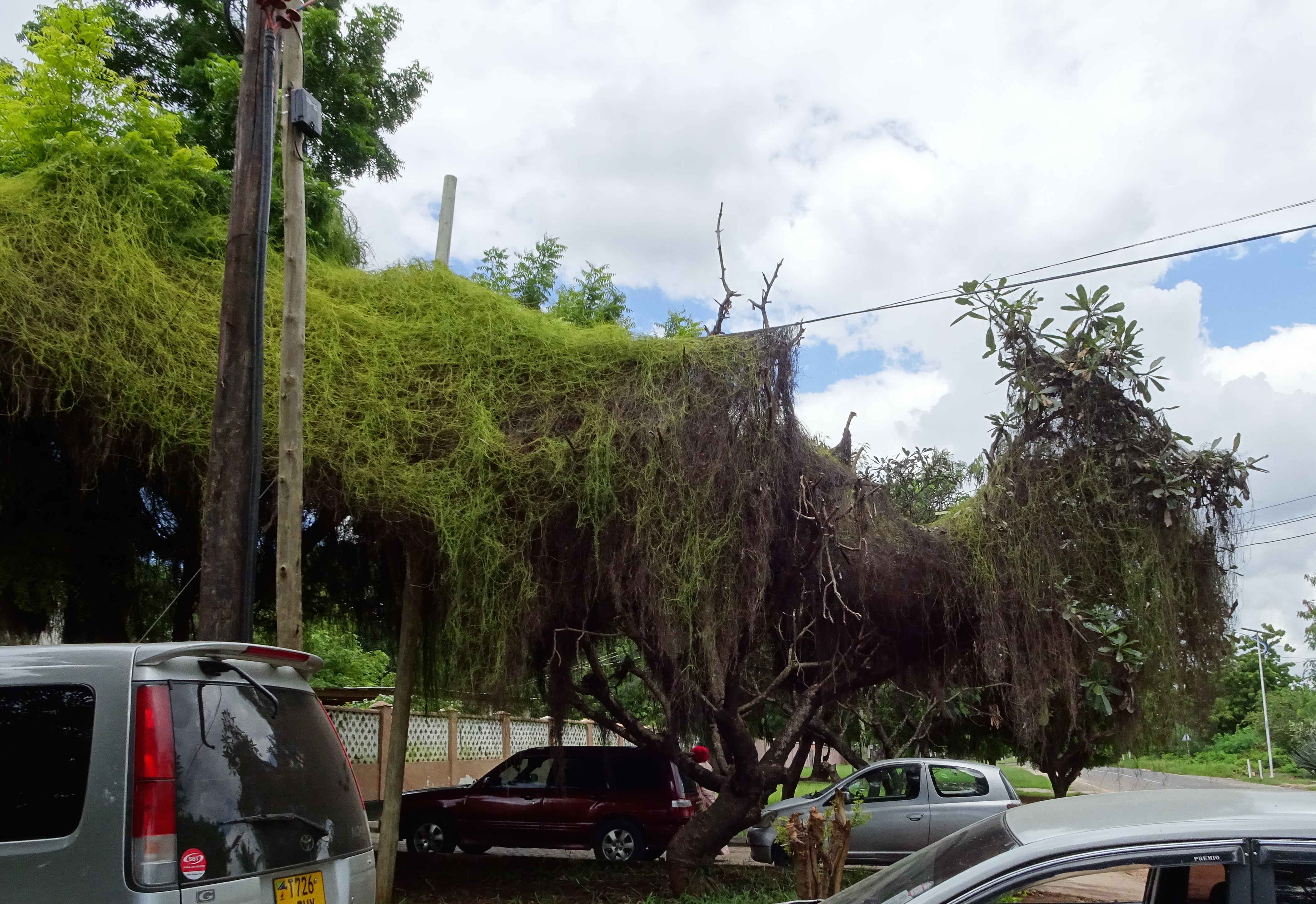 Liane étouffant un Plumeria
