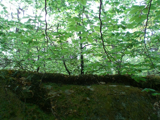 couche d'humus sur rocher