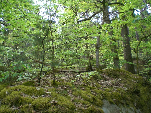 couche d'humus sur rocher