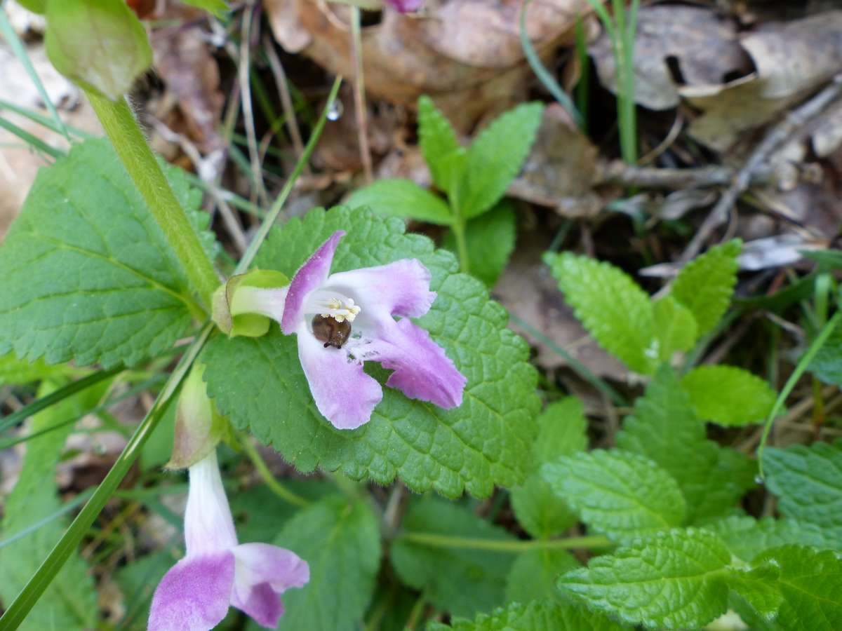 une limace au coeur de la fleur