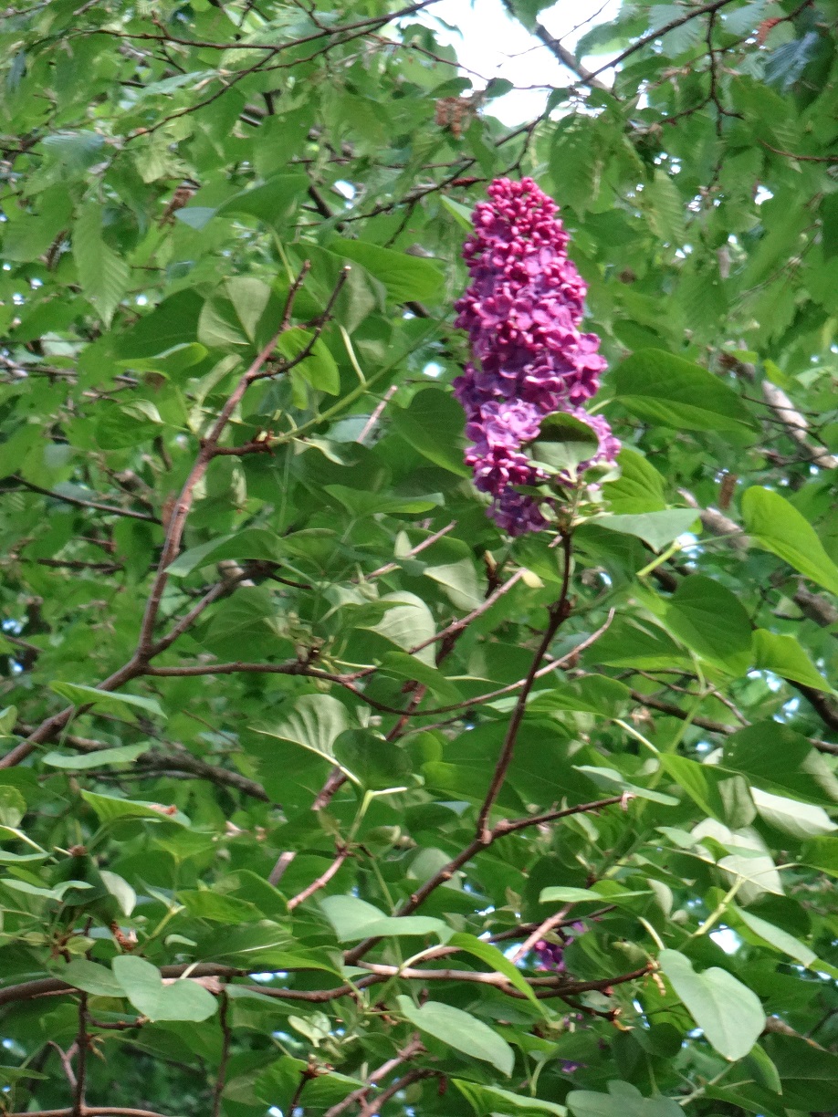 lilas à l'assaut de la lumière