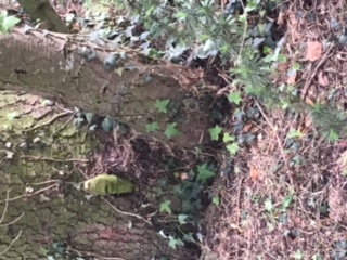 Un conifère et son lierre