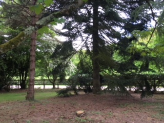 Ma petite foret de conifères