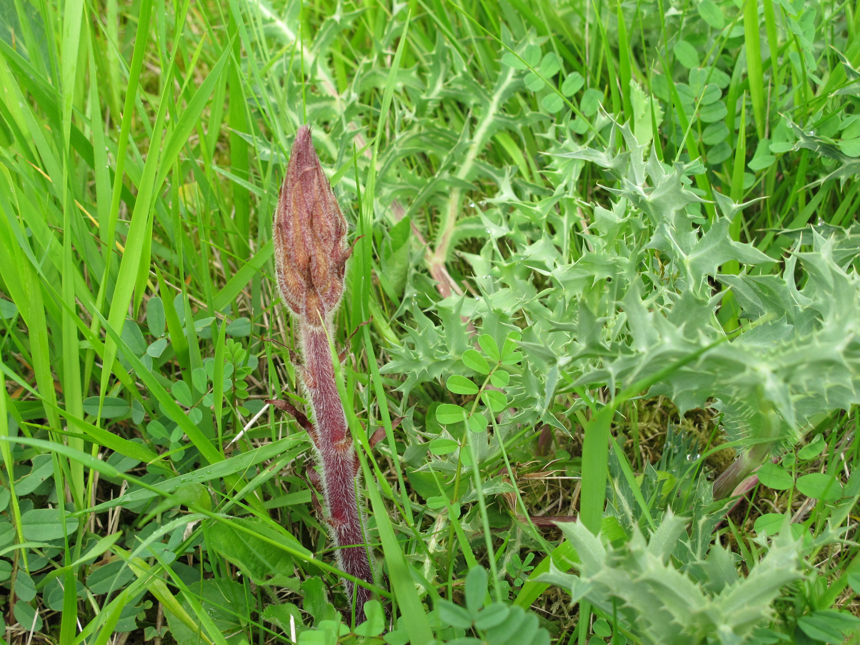 jeune pousse d'orobanche, de couleur beige. On voit sa tige relativement épaisse, sans feuille ainsi qu'un épi de fleurs encore en bouton