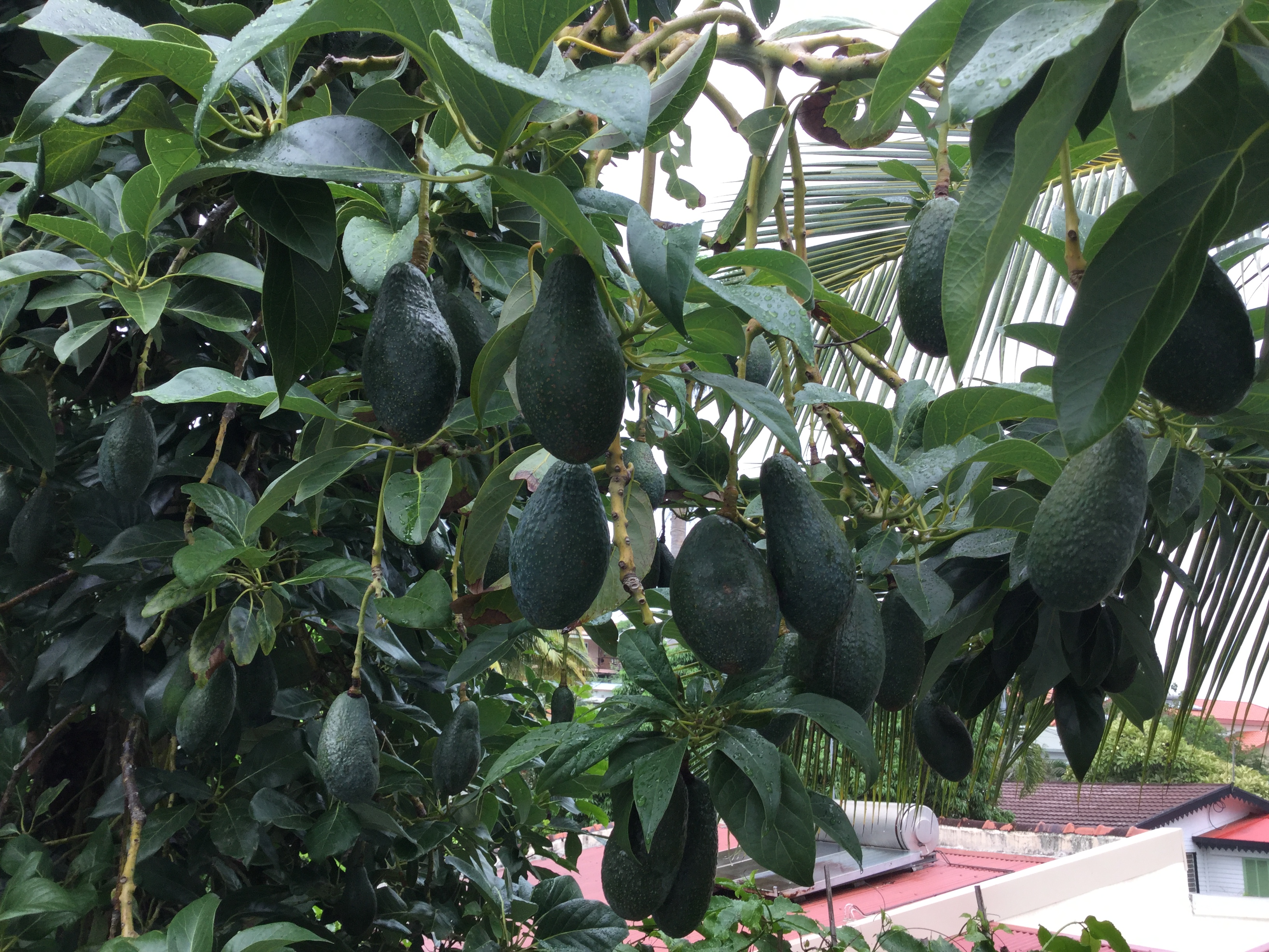 Grains de poivre verts