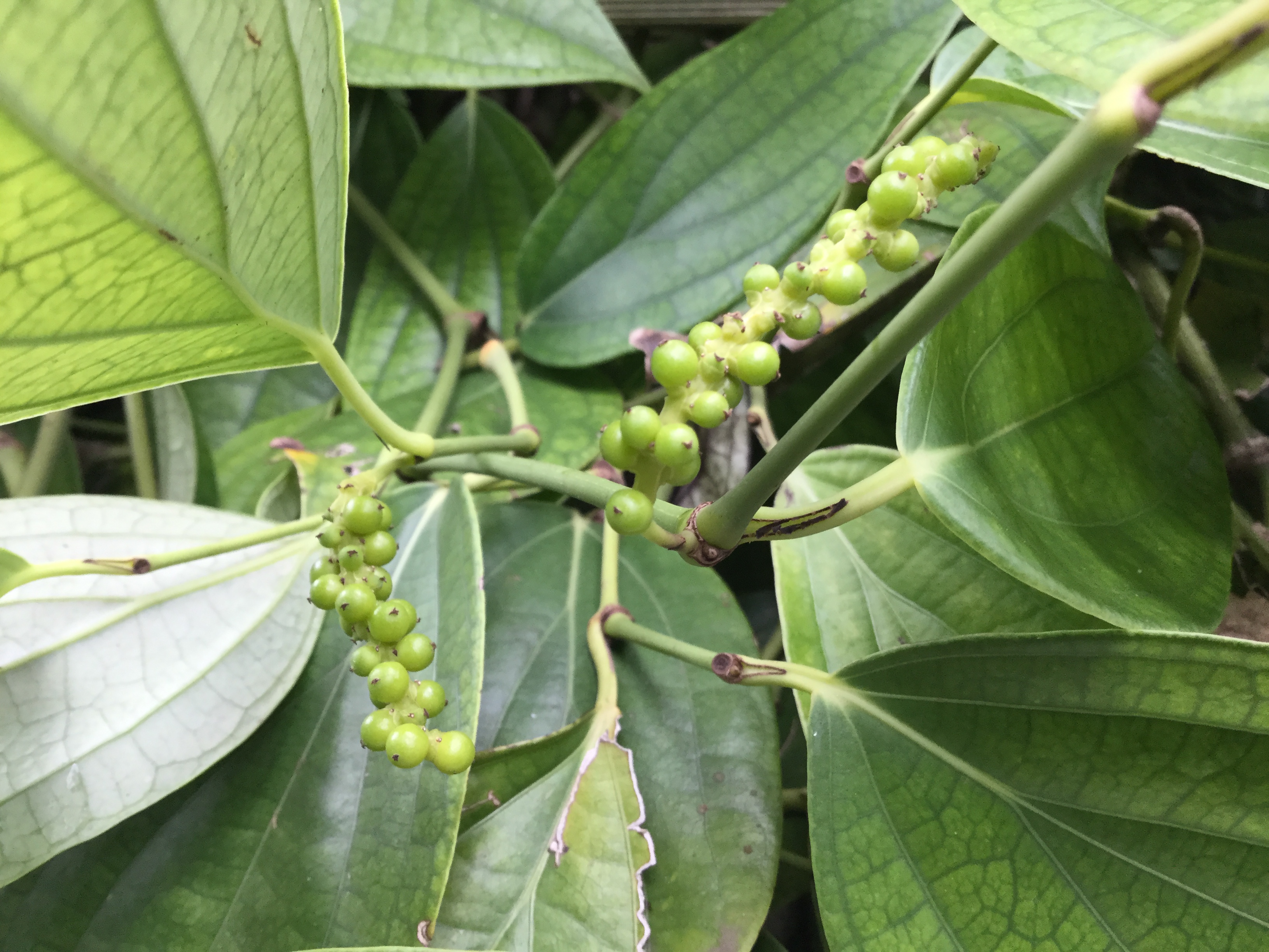 Grains de poivre verts