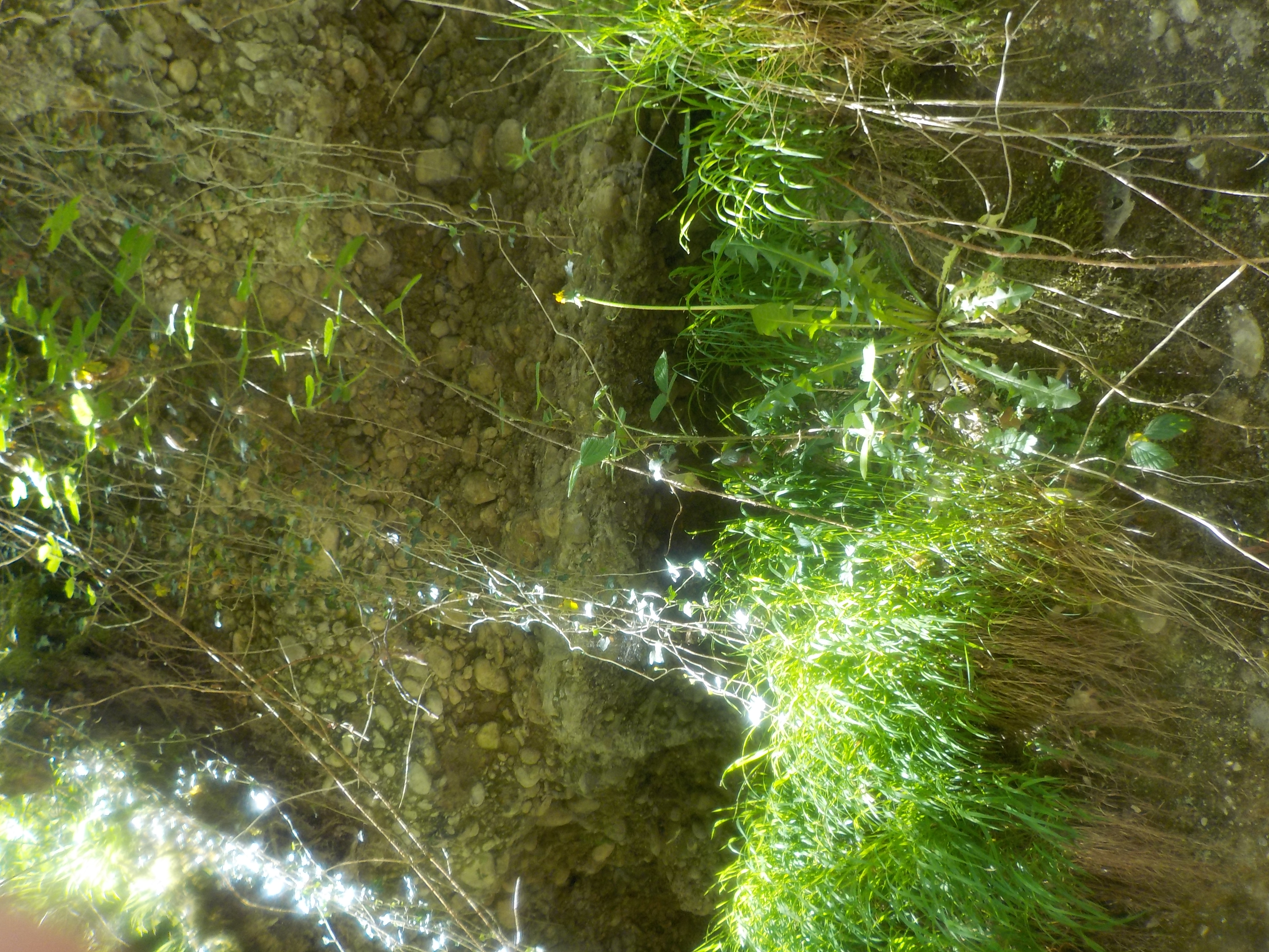 Lierre et ronce - interaction