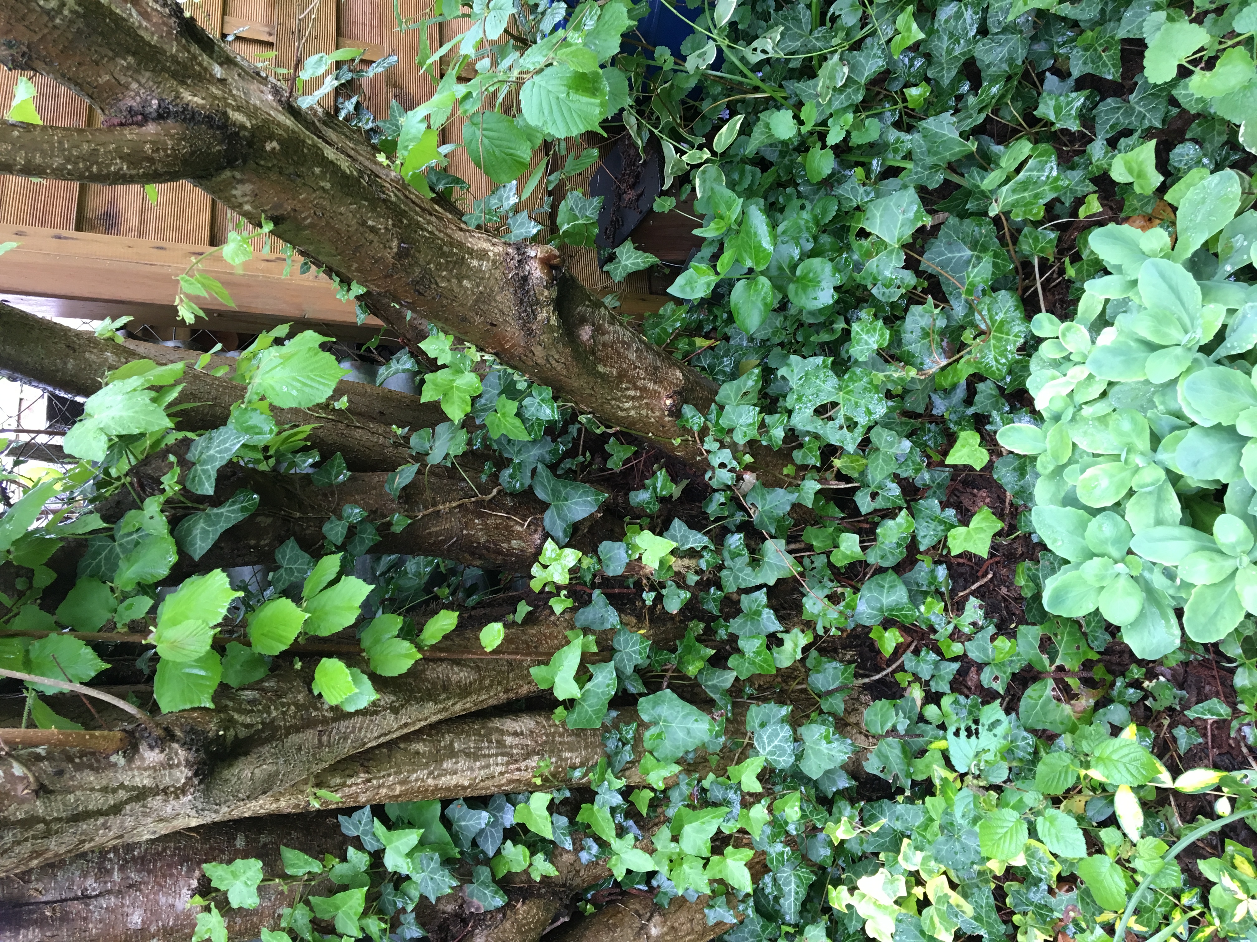Sur le noisetier du lierre. Sous l'arbre, du lierre, des pervenches et un grand sedum.
