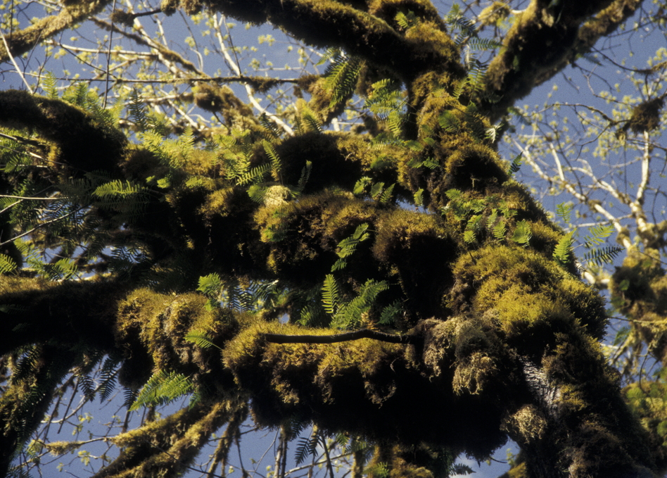 arbre, mousse et fougères épiphytes