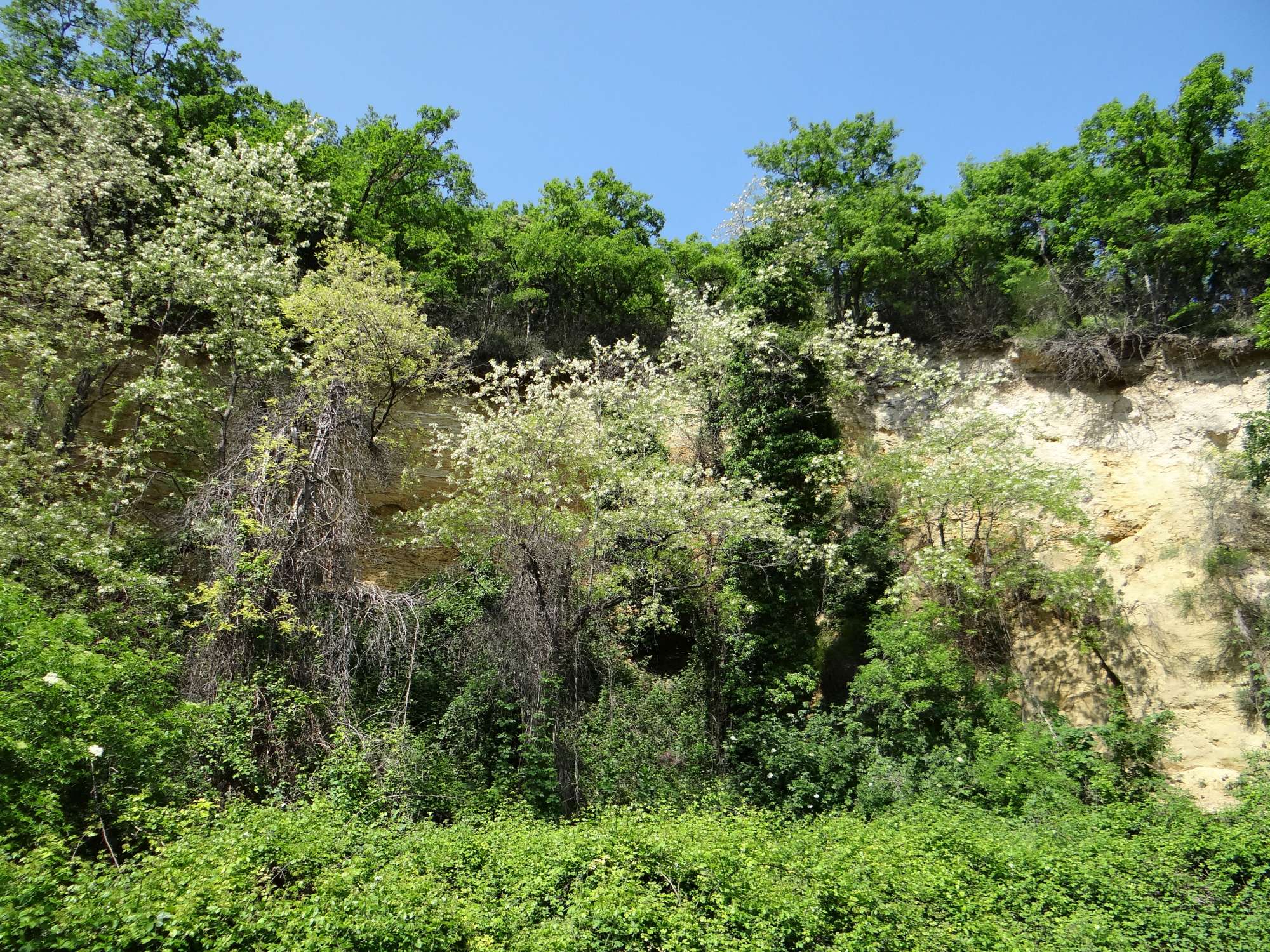 Compétition, épiphytisme, commensalisme, mutualisme