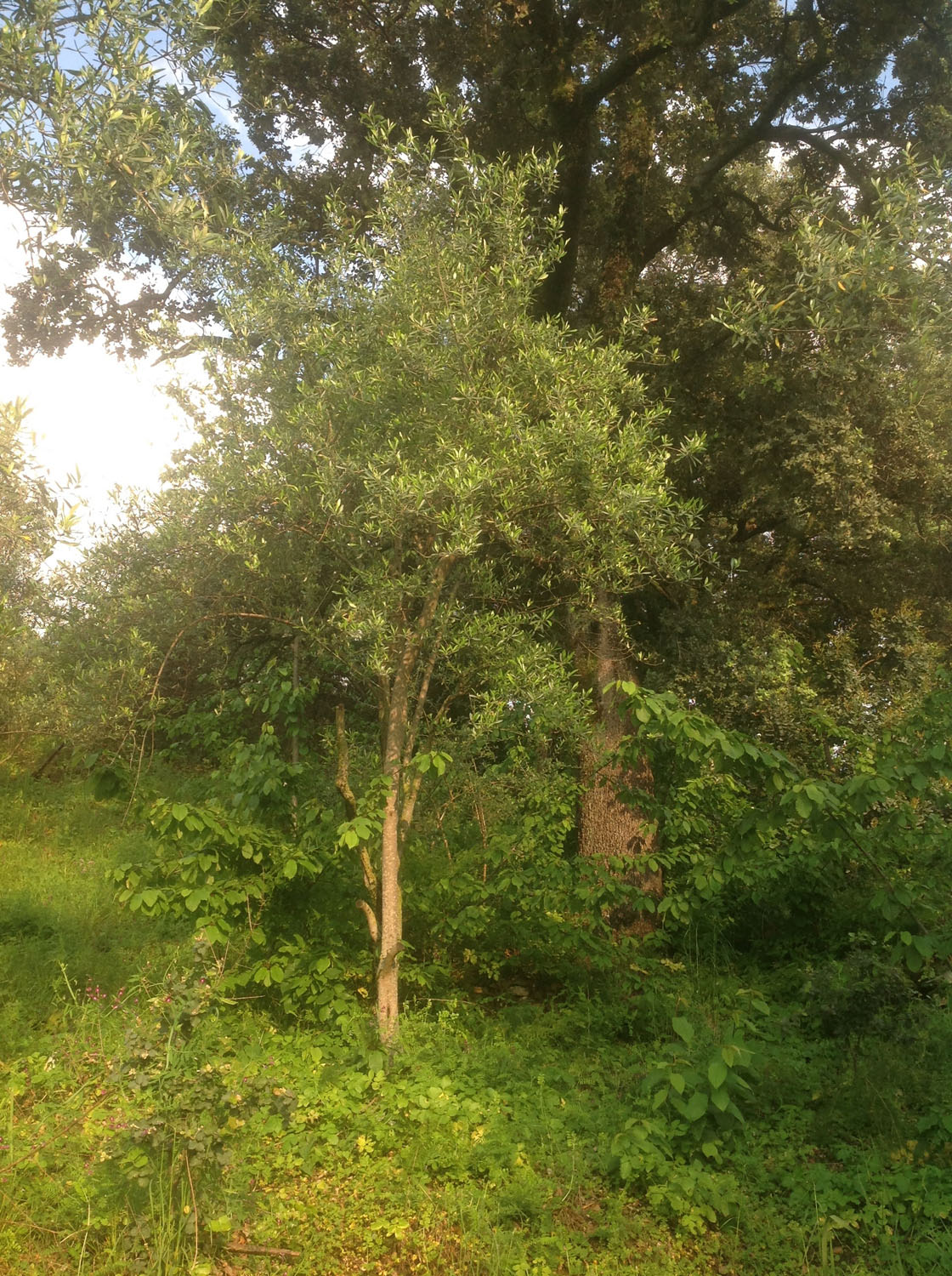jeune olivier sous un gros chene vert