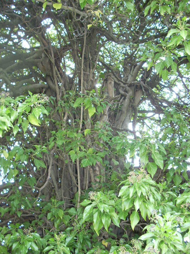 Lierre sur vieux tronc 2