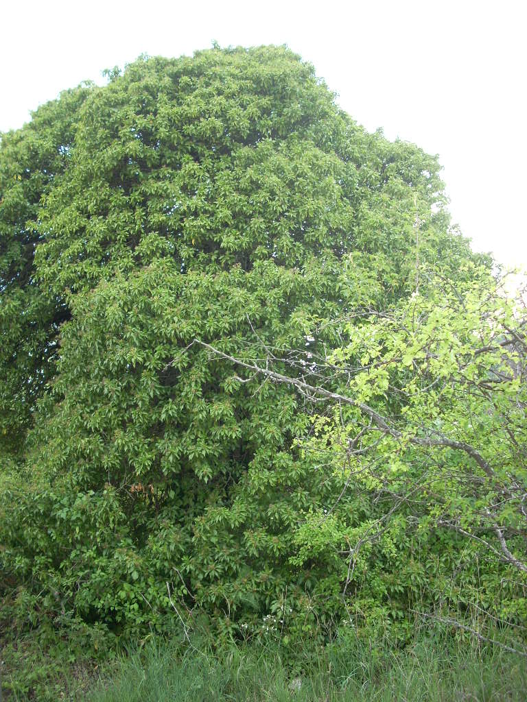 Lierre sur vieux tronc 1