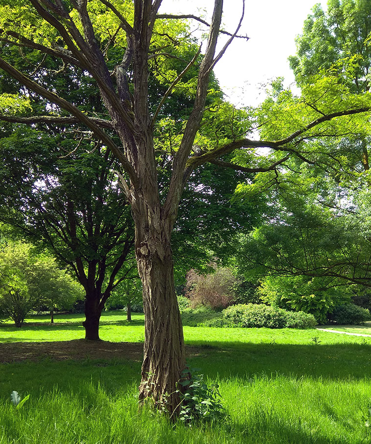 Robinia pseudoacacia L.