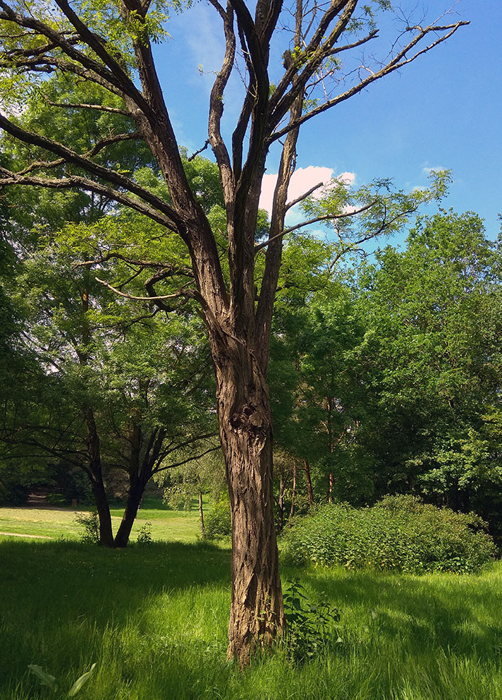 Robinia pseudoacacia L.