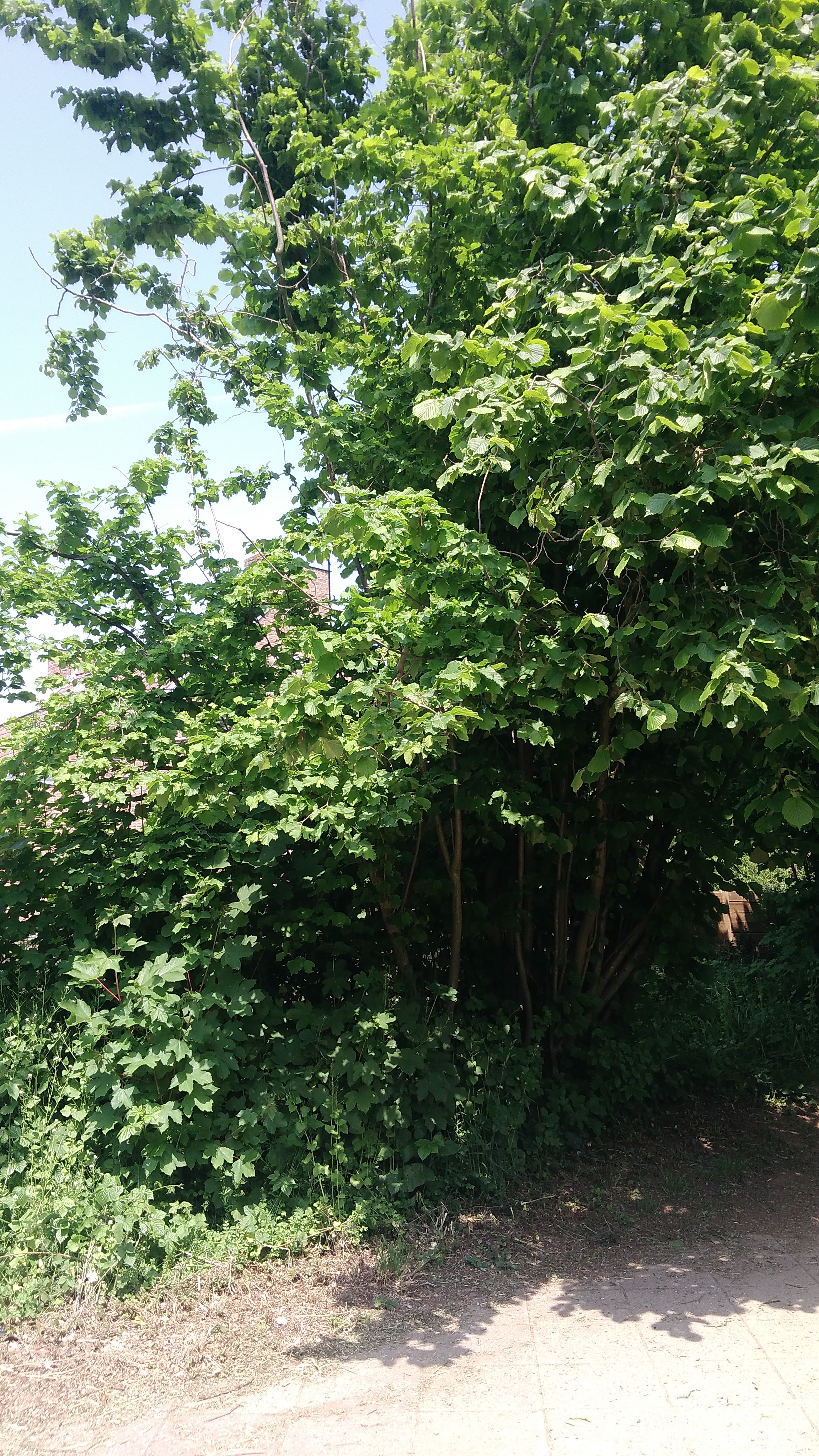 Un coudrier entouré de plantes...Certaines comme les poussent d'érable de sycomore, révent de le dépasser...