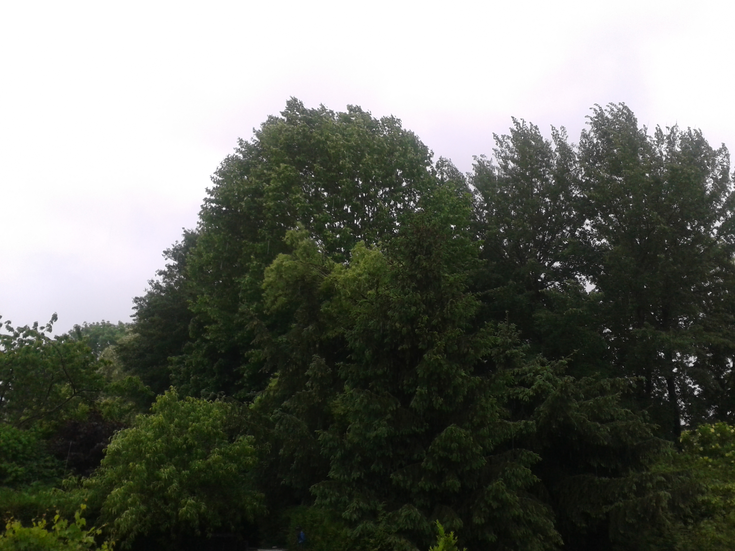 Le saule et les conifères