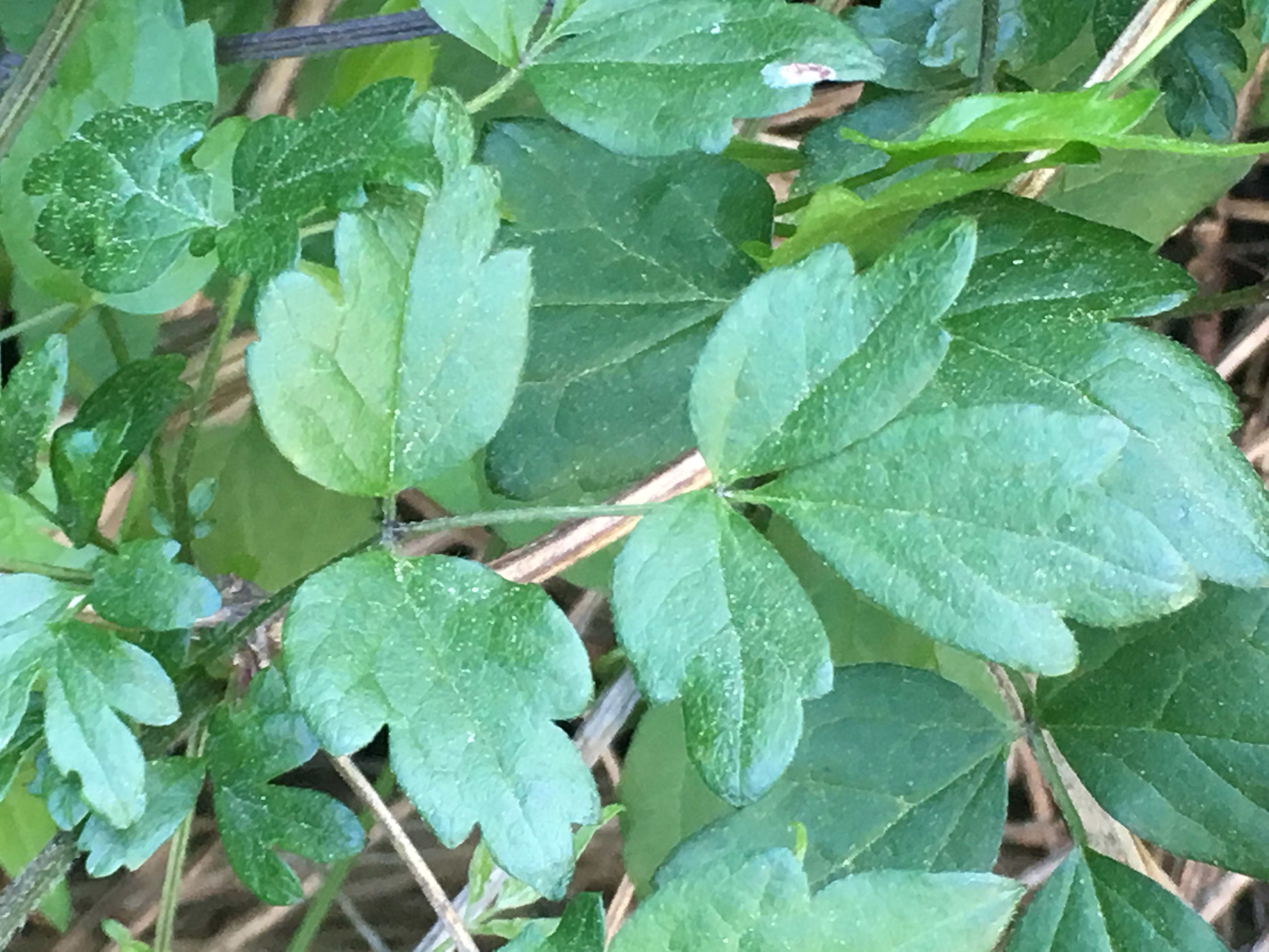 Clématite des haies_feuile