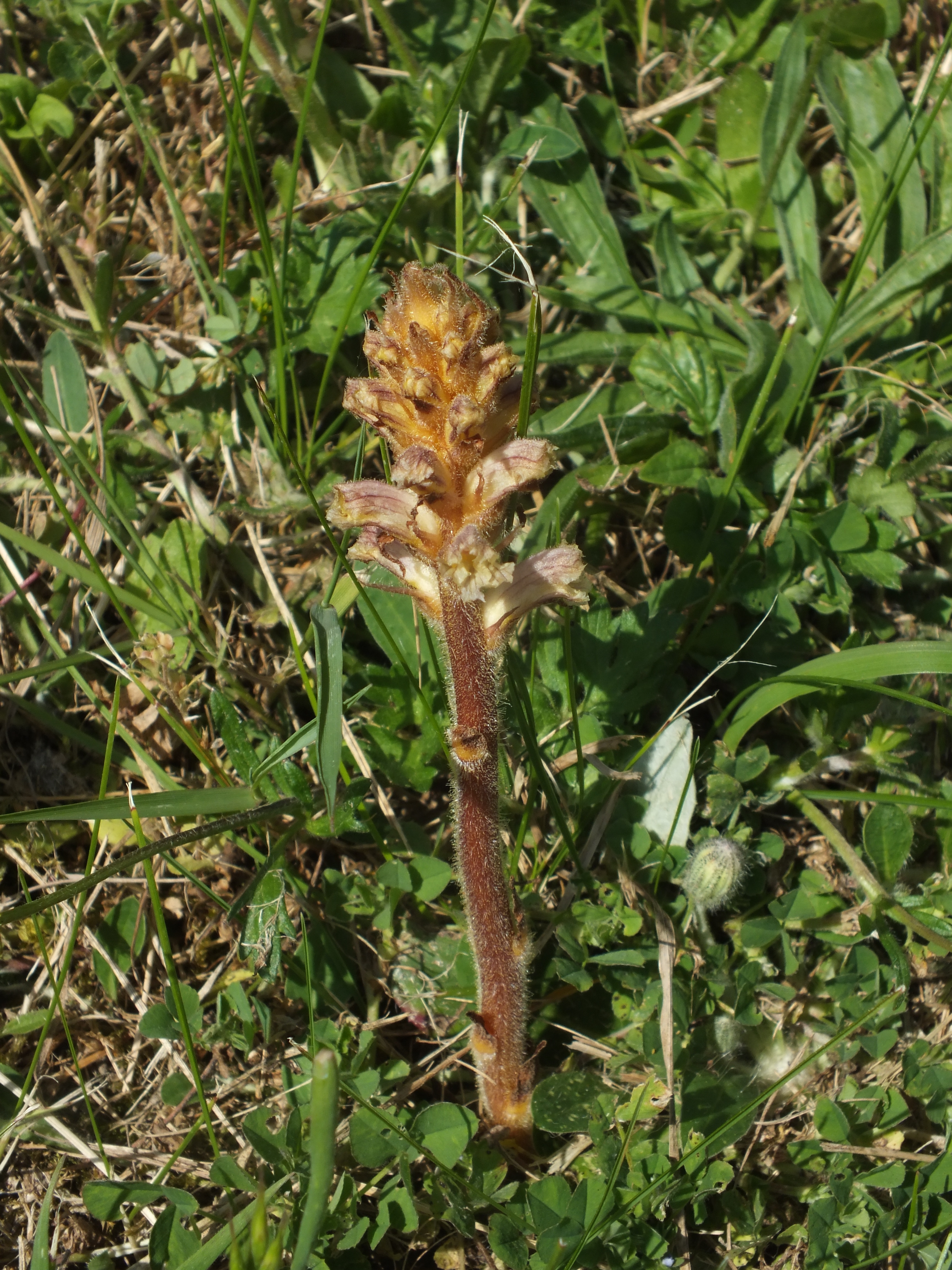 Orobanche