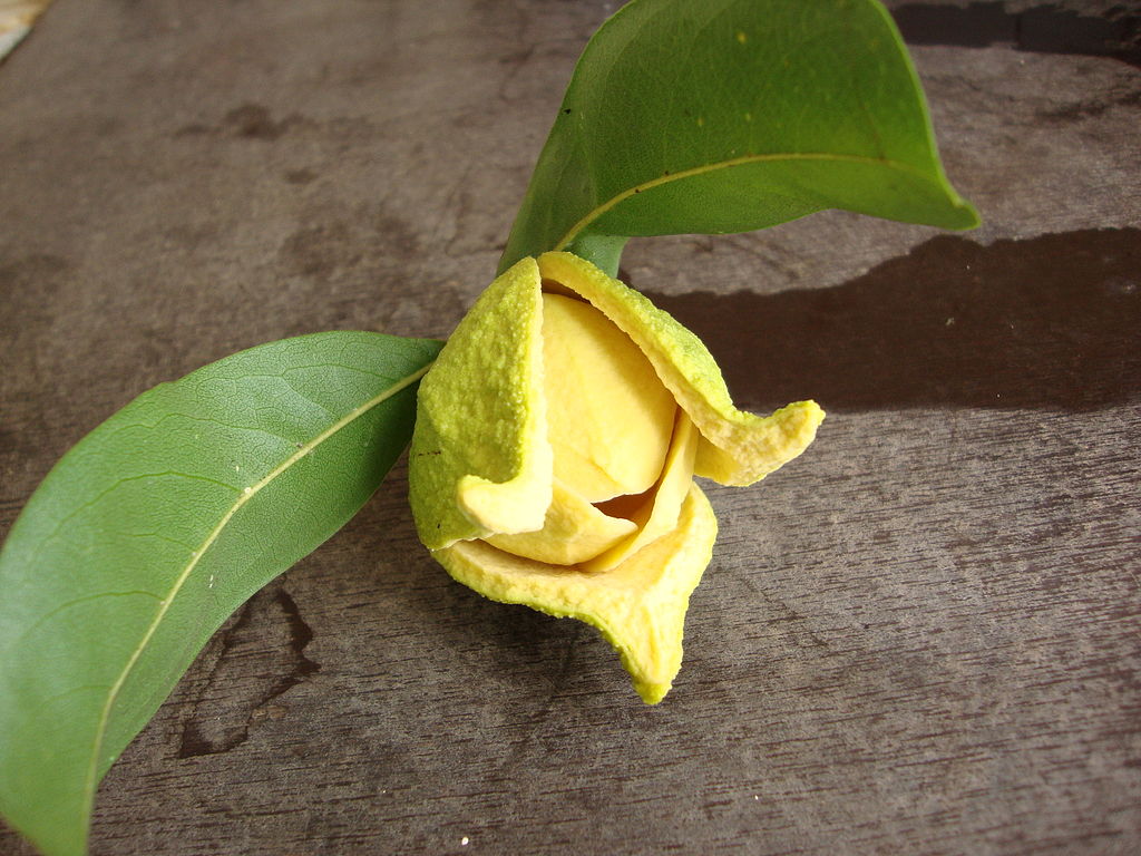 Annexe fleur du corossolier