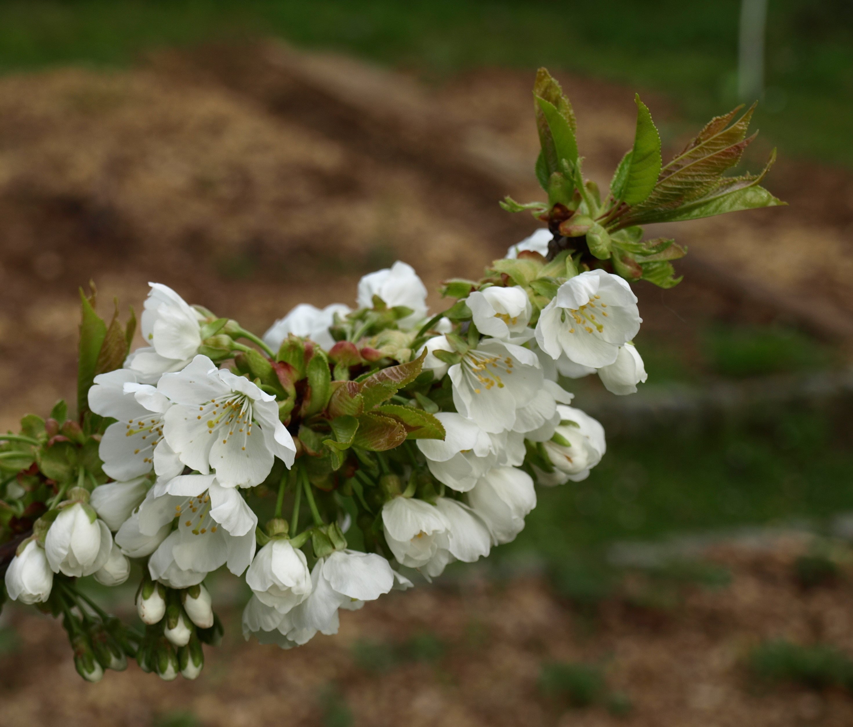 Annexe P4128510R.jpg