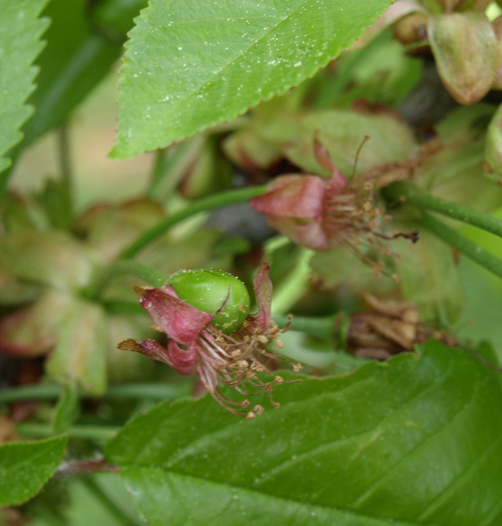 Annexe P4248653R.jpg